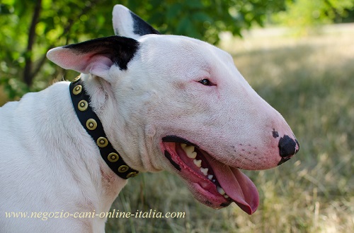 Collare in cuoio con placche rotonde
indossato da Bull Terrier