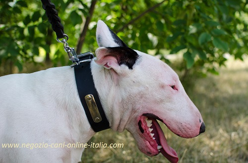 Comodo collare in cuoio con targhetta indossato da
Bull Terrier