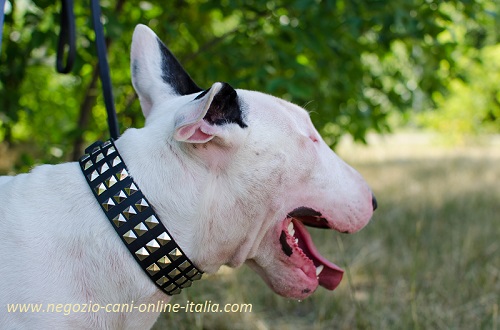 Bull Terrier con
esclusivo collare in cuoio con decorazioni metallici