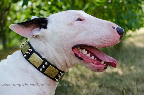 Collare in cuoio decorato con piastrine e borchie a
punta indossato da Bull Terrier