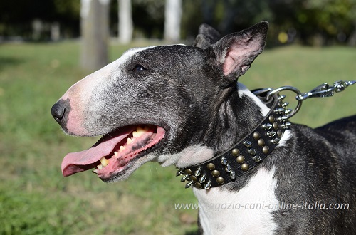 Collare in cuoio con decorazioni indossato da Bull
Terrier