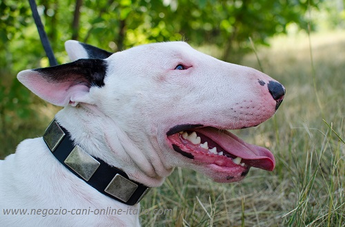 Bull Terrier con
collare in pelle decorato con piastrine metalliche