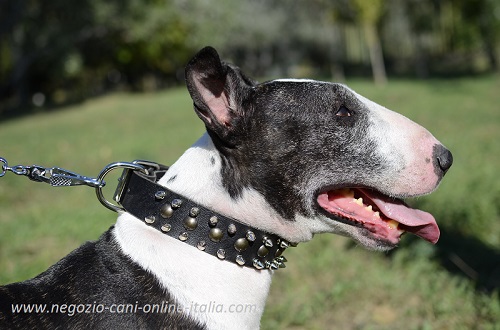 Bull Terrier con splendido collare
in cuoio con borchie a punta e semisfere