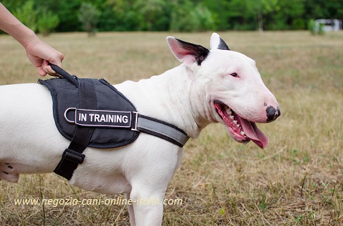 Bull Terrier con la pettorina 