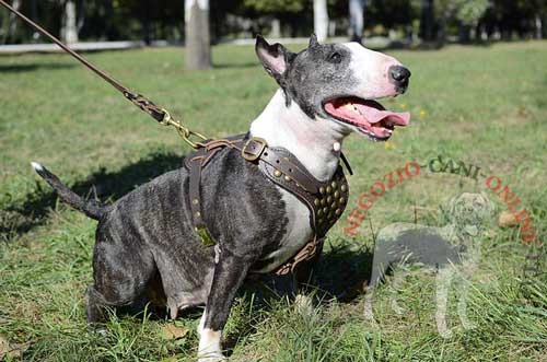 Pettorina decorata in pelle naturale adatta per
cani di taglia media come Bull Terrier