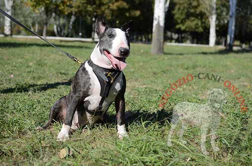 Comoda pettorina in cuoio indossata da Bull Terrier