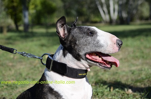 Cane di razza Bull Terrier con comodo collare in nylon indosso