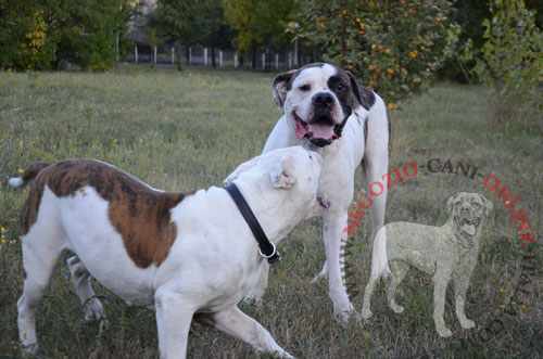 Resistente collare in pelle naturale per cane