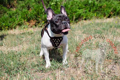 Graziosa pettorina in pelle naturale con decorazioni
indossata da Bulldog Francese