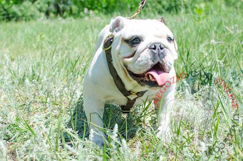 Bulldog Inglese con graziosa pettorina in pelle
rinforzata indosso