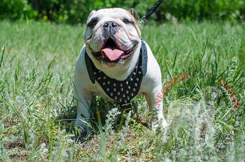 Pettorina con decorazione conferisce a Bulldog
Inglese aspetto ancora più coraggioso