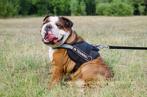 Pettorina con la scritta speciale indossata su
Bulldog Inglese