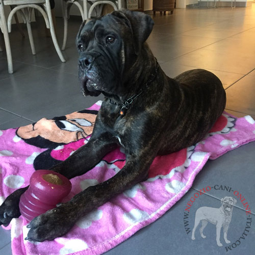 Collare in acciaio inox per Bullmastiff