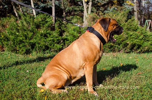 Collare in nylon a sgancio rapido indossato da
Bullmastiff