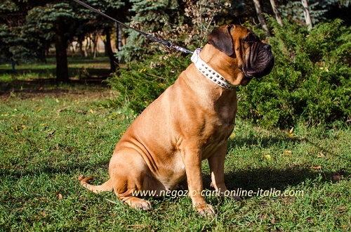 Bellissimo collare in pelle bianca indossato da
Bullmastiff