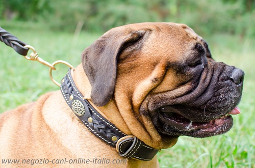 Grazioso ed affidabile collare in pelle naturale
indossato da Bullmastiff