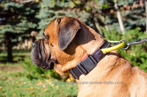 Bullmastiff con collare regolabile con maniglia
indosso