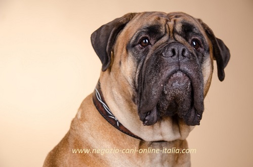 Collare in cuoio con filo spinato indossato da
Bullmastiff