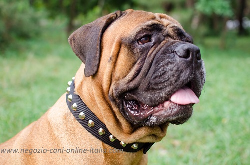 Bullmastiff con affascinante
collare decorato indosso