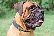 Collare in nylon con targhetta personalizzata per Bullmastiff