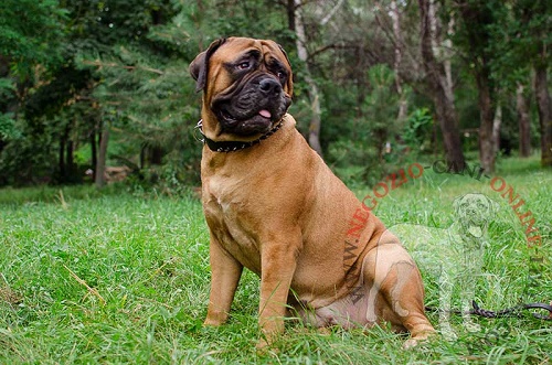 Collare con decorazioni per Bullmastiff