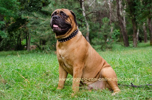 Collare in cuoio con borchie a punta
per Bullmastiff