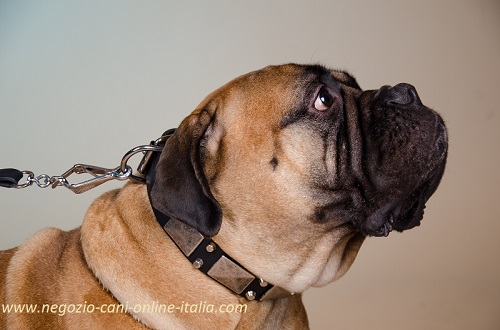 Collare con piastrine bianche e
borchie a piramidi idossato da Bullmastiff