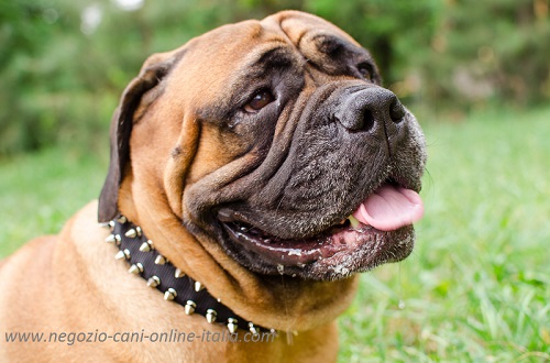 Collare decorato con borchie a
punta indossato da Bullmastiff