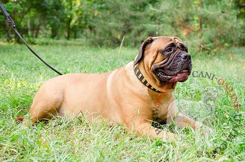 Bellissimo collare con decorazioni per Bullmastiff