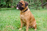 Collare in pelle con borchie a punta "Bow-Wow" per Bullmastiff