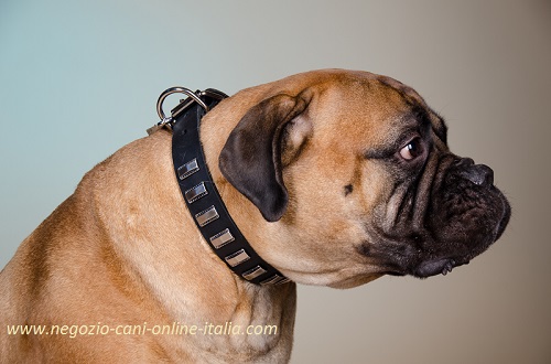 Bullmastiff con collare in cuoio con piastrine in
acciaio indosso