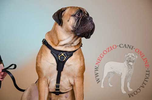 Indispensabile pettorina in pelle naturale per
Bullmastiff