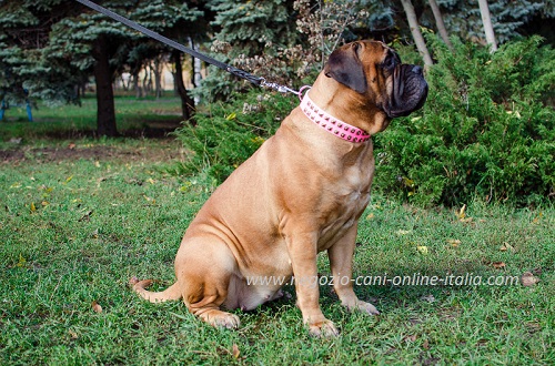 Bullmastiff con collare in vero
cuoio color rosa decorato indosso