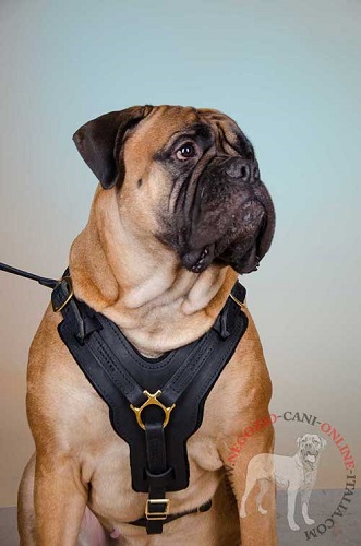 Pettorina in pelle naturale per cani di taglia grande
come Bullmastiff