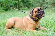 Collare in pelle con morbida fodera "Royal Gift" per Bullmastiff