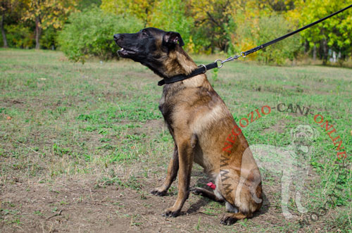 Collare in doppio strato di pelle per
Malinois