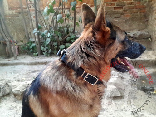 Collare in cuoio per uscite con cane attivo