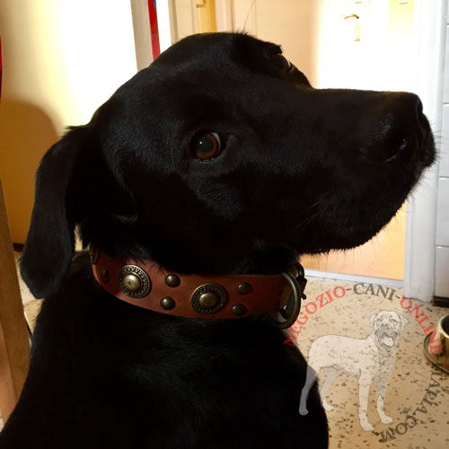 Collare con decorazioni per labrador retriever