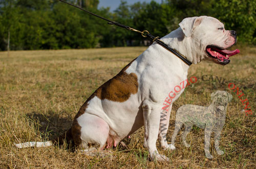 Comodo collare in pelle naturale per Bulldog Americano