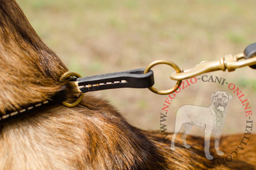 Collare a strozzo indossato da Malinois