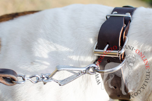 Pratico collare con decorazioni per Bulldog Americano