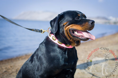 Elegante collare rosa con decorazioni per Rottweiler