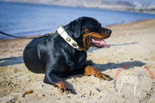 Elegante collare bianco con decorazioni per Rottweiler