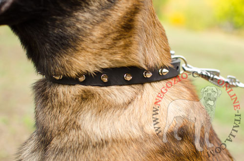 Collare con borchie a punta indossato da Malinois