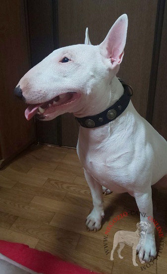 Collare in pelle con decorazioni per Bullterrier