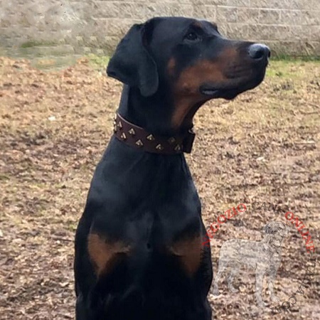 Ricercato collare con piramidi
indossato da Dobermann