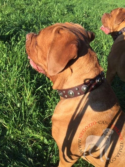 Collare con decorazioni per Dogue de Bordeaux