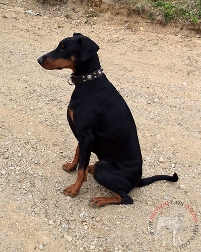 Collare con decorazioni per Dobermann