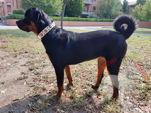 Straordinario collare per Rottweiler