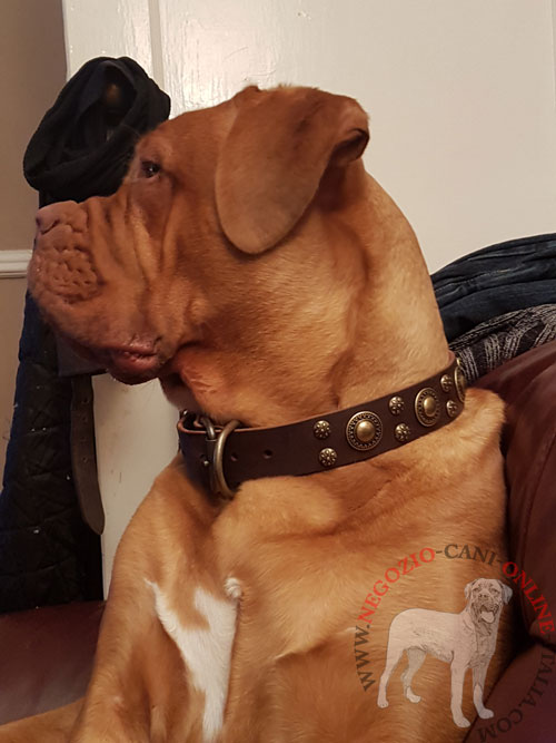 Collare con decorazioni per Dogue de Bordeaux 